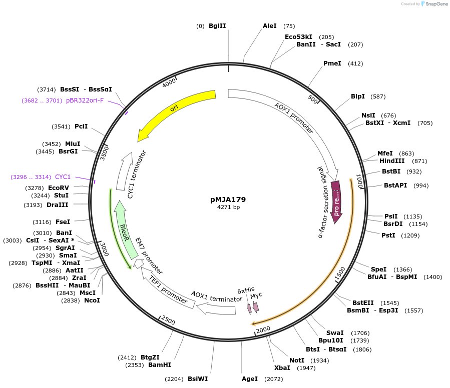 128537-plasmid-map-sequence-id-251886