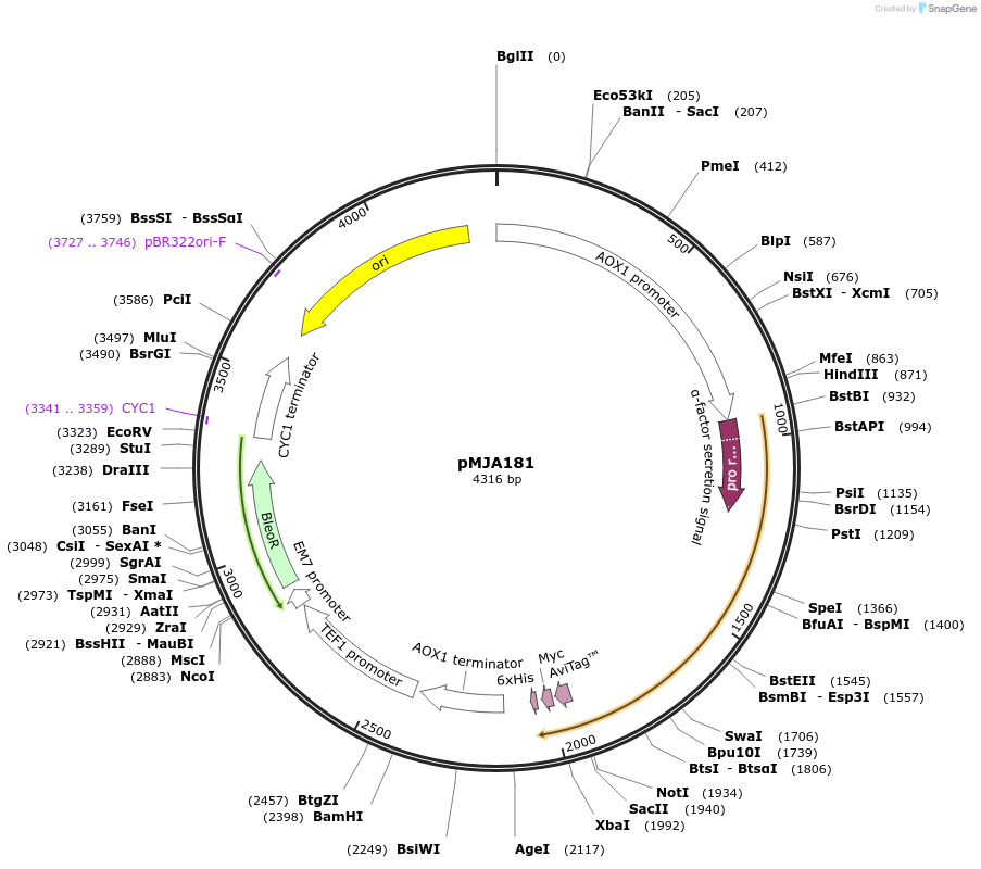 128539-plasmid-map-sequence-id-251891