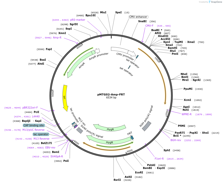 128271-plasmid-map-sequence-id-251893