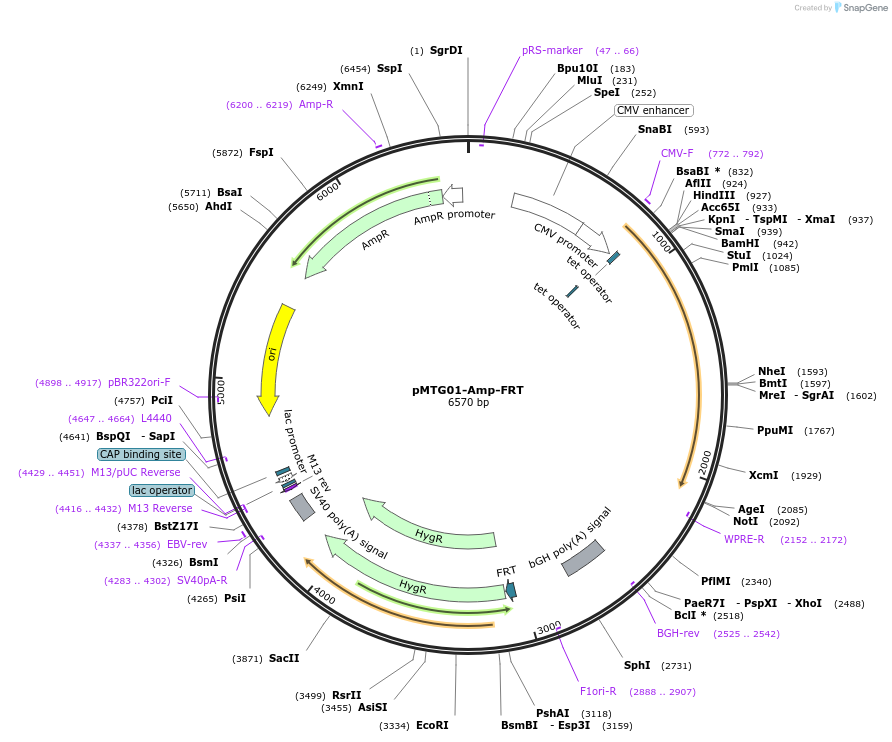 128270-plasmid-map-sequence-id-251916