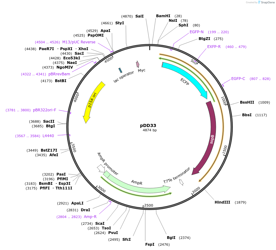 128286-plasmid-map-sequence-id-251917
