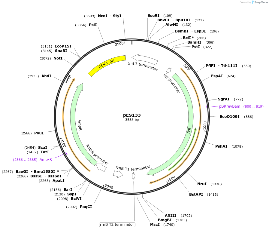 127552-plasmid-map-sequence-id-251926