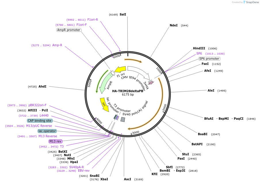 124959-plasmid-map-sequence-id-251933
