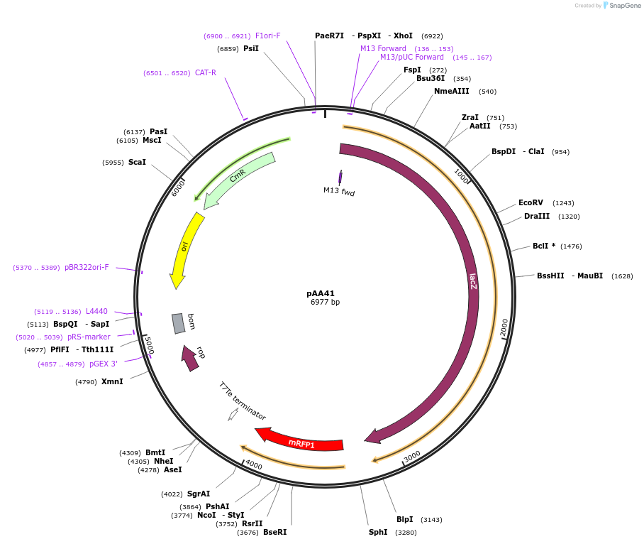 128281-plasmid-map-sequence-id-251941