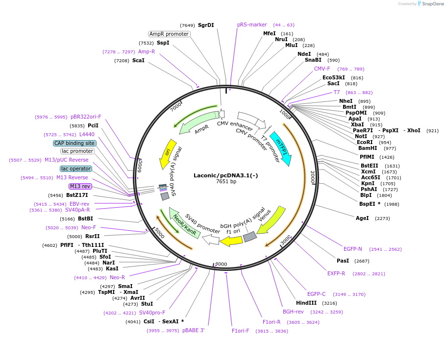 44238-plasmid-map-sequence-id-251948