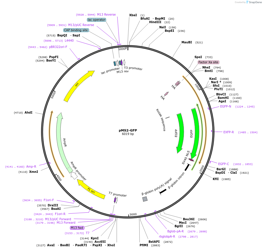 27121-plasmid-map-sequence-id-251950