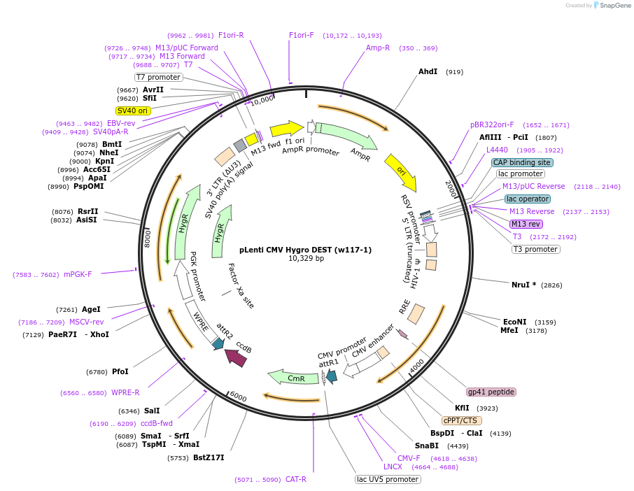 17454-plasmid-map-sequence-id-251953