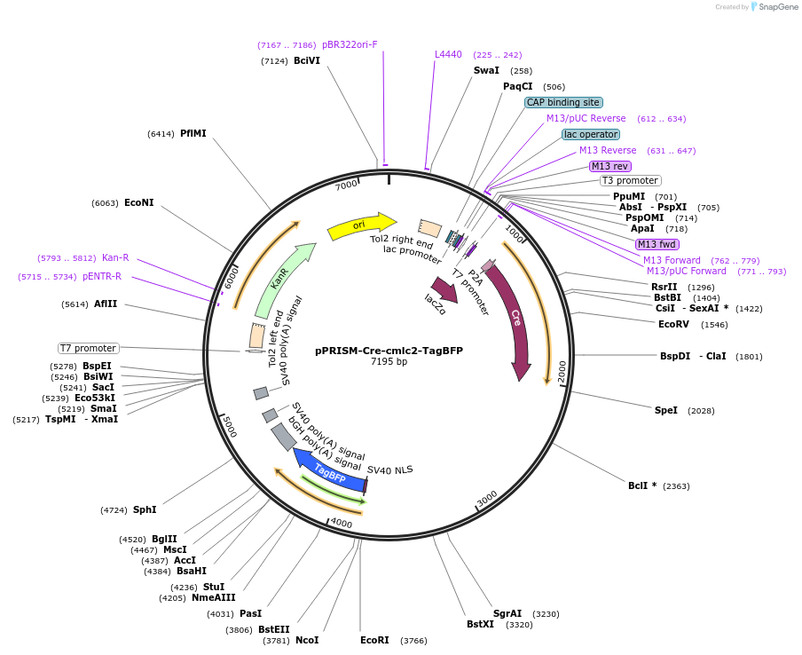 117792-plasmid-map-sequence-id-251954