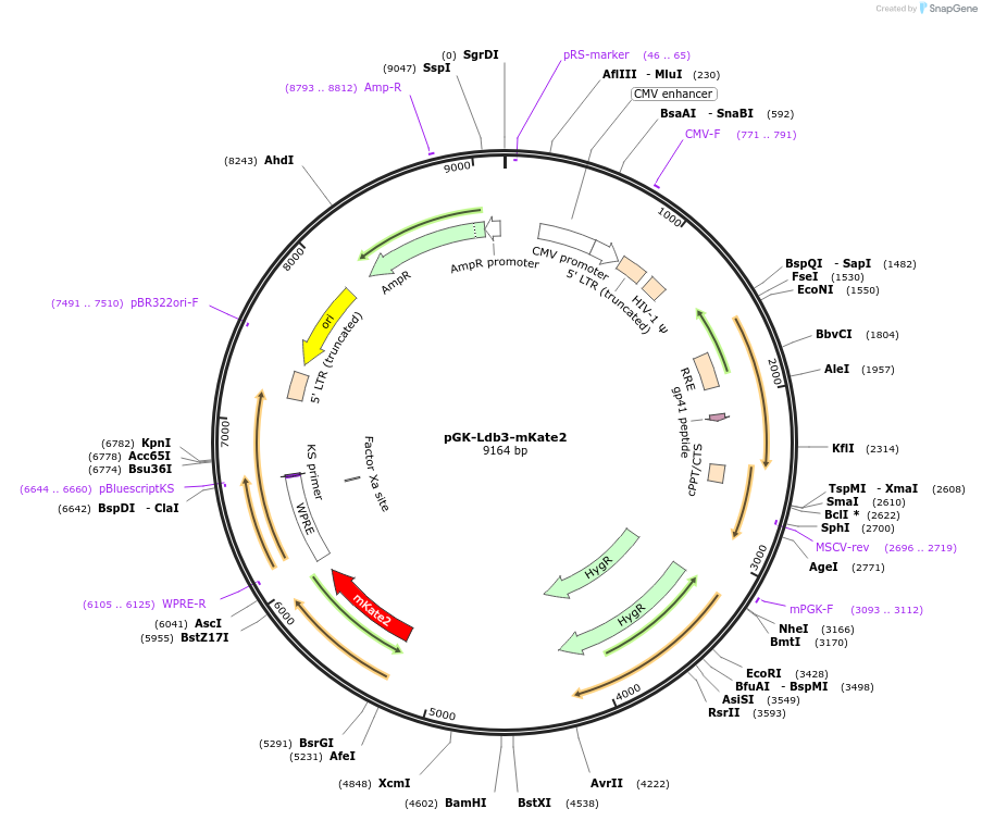 128766-plasmid-map-sequence-id-251960