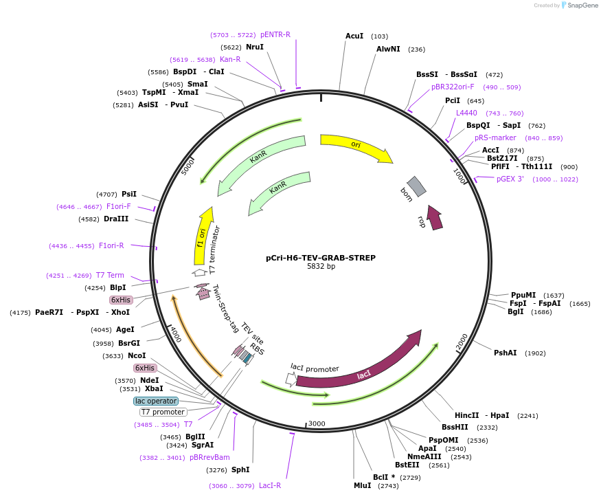 128499-plasmid-map-sequence-id-251965