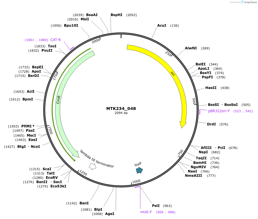 124056-plasmid-map-sequence-id-251970