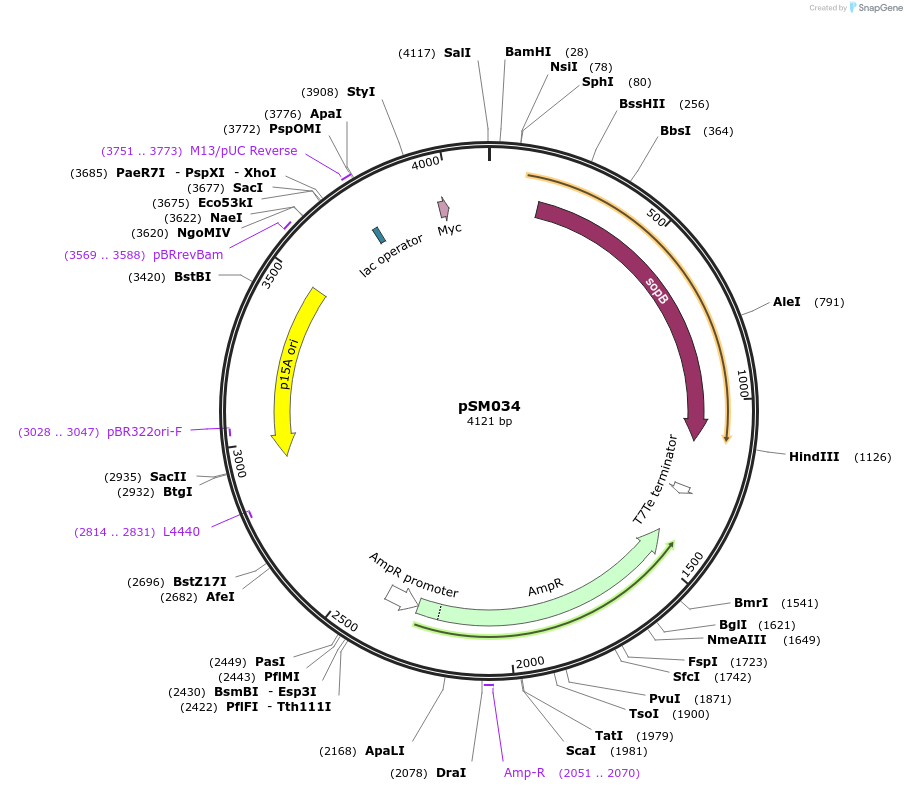 128292-plasmid-map-sequence-id-251976