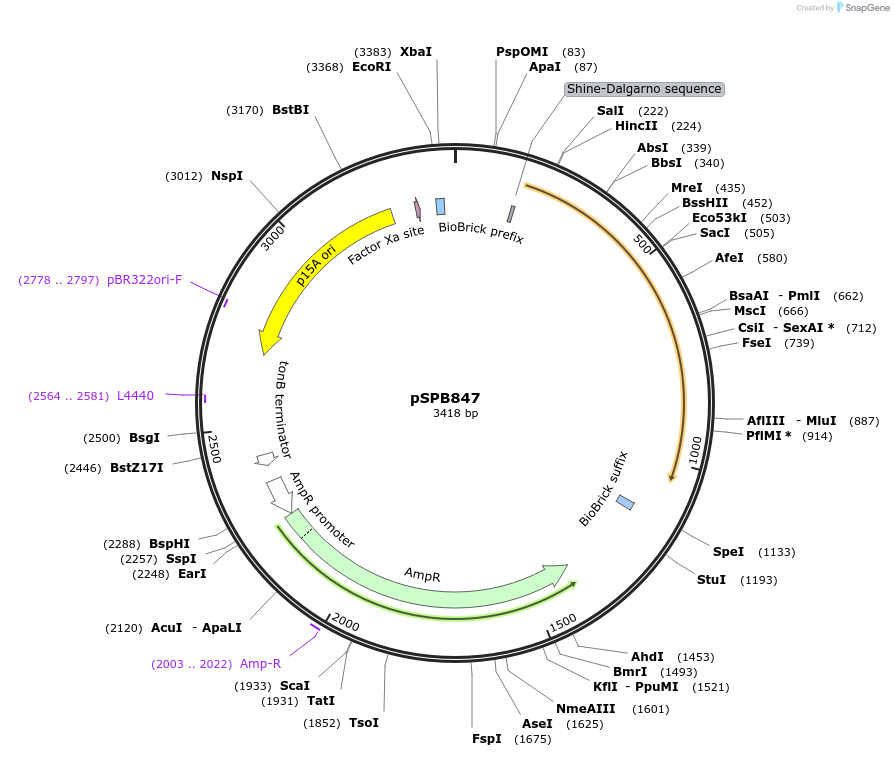 128297-plasmid-map-sequence-id-251977