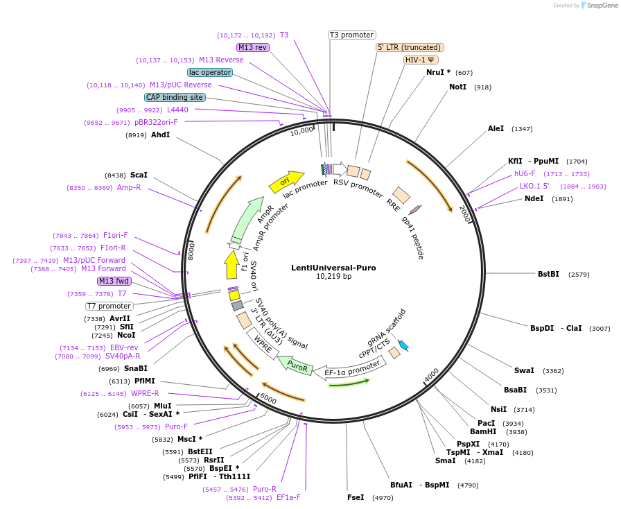 127749-plasmid-map-sequence-id-252004