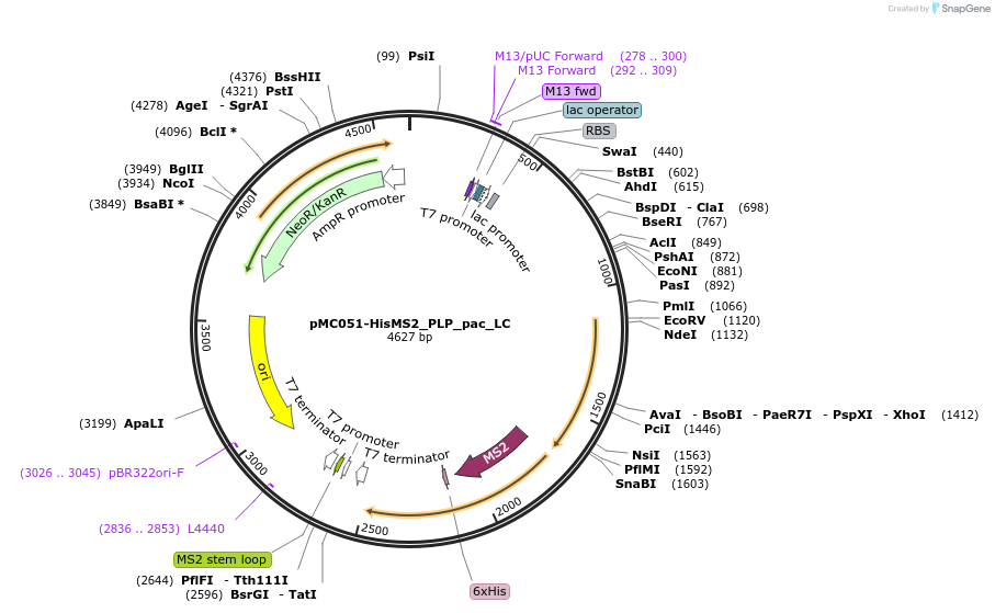 128234-plasmid-map-sequence-id-252005