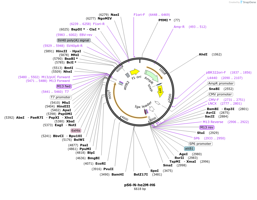 128496-plasmid-map-sequence-id-252007