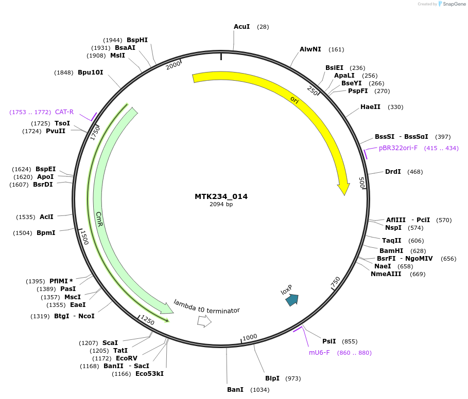 123990-plasmid-map-sequence-id-252010