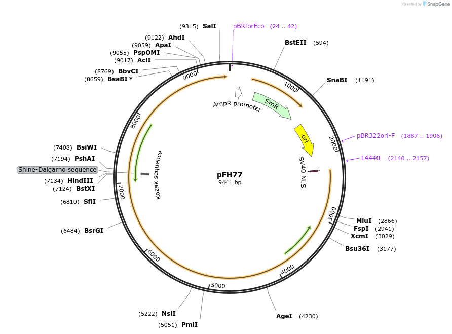 125816-plasmid-map-sequence-id-252042