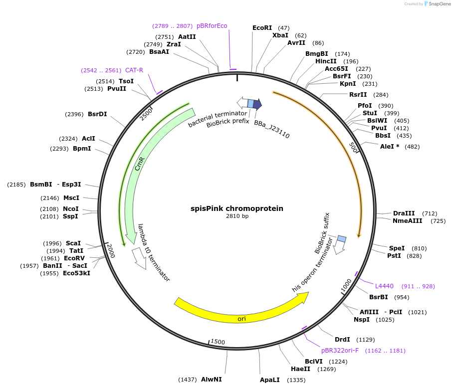 117839-plasmid-map-sequence-id-252063