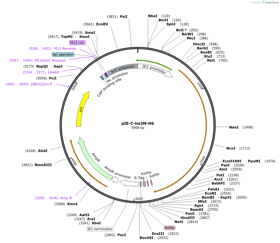 128494-plasmid-map-sequence-id-252071