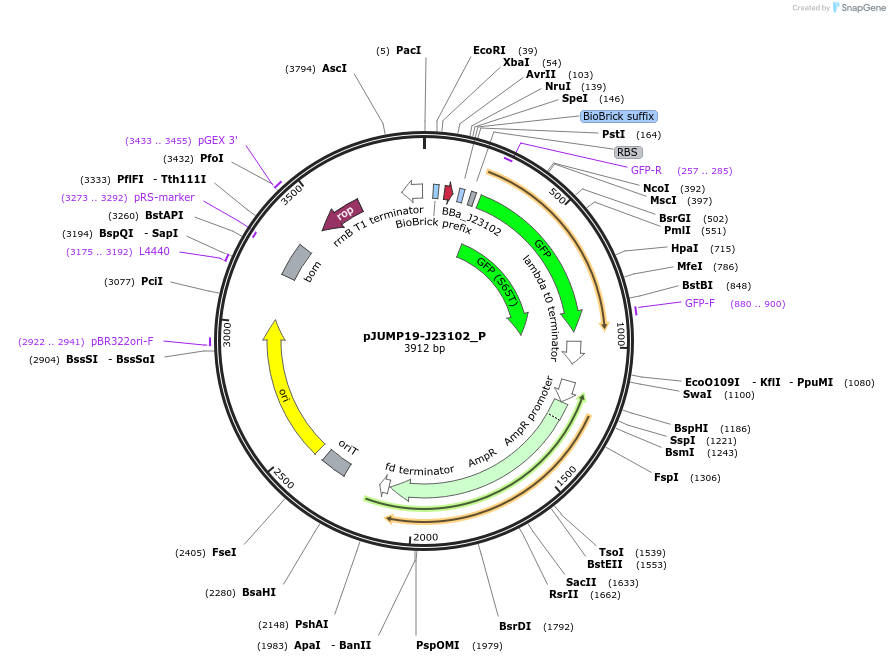 126997-plasmid-map-sequence-id-252075