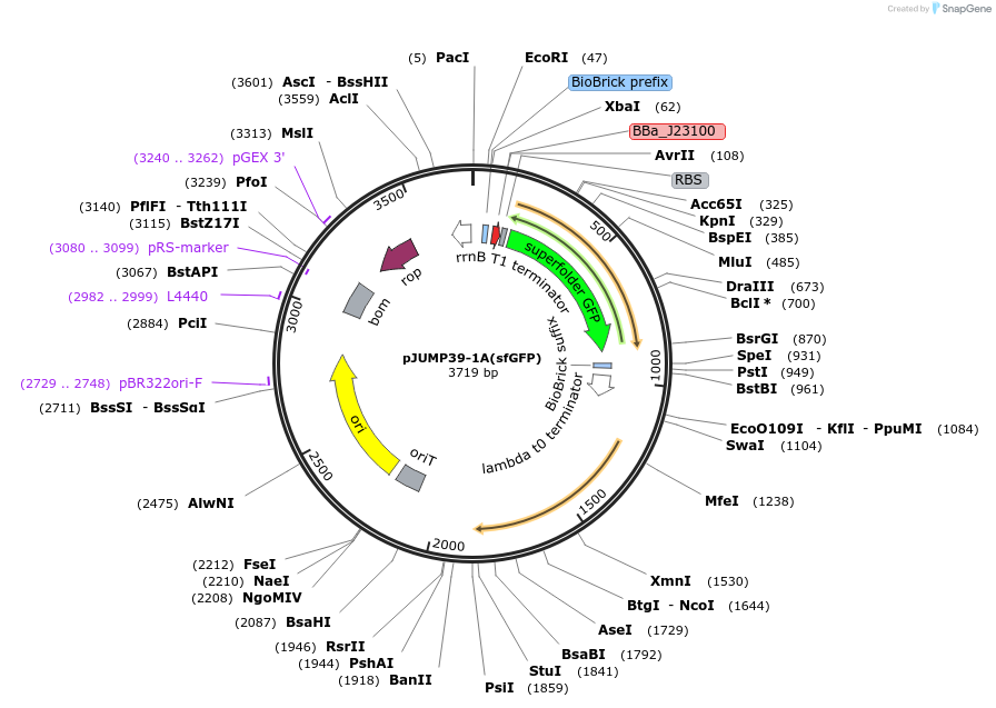 126983-plasmid-map-sequence-id-252076