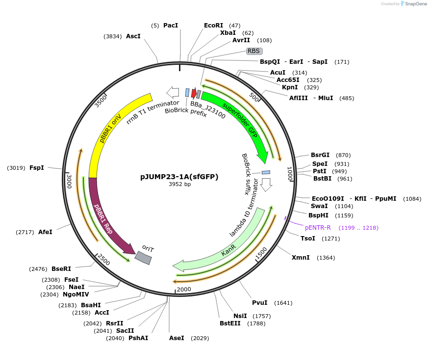 126970-plasmid-map-sequence-id-252078