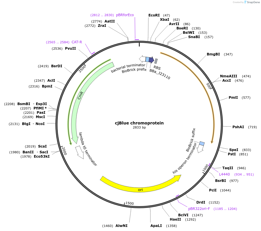 117844-plasmid-map-sequence-id-252088