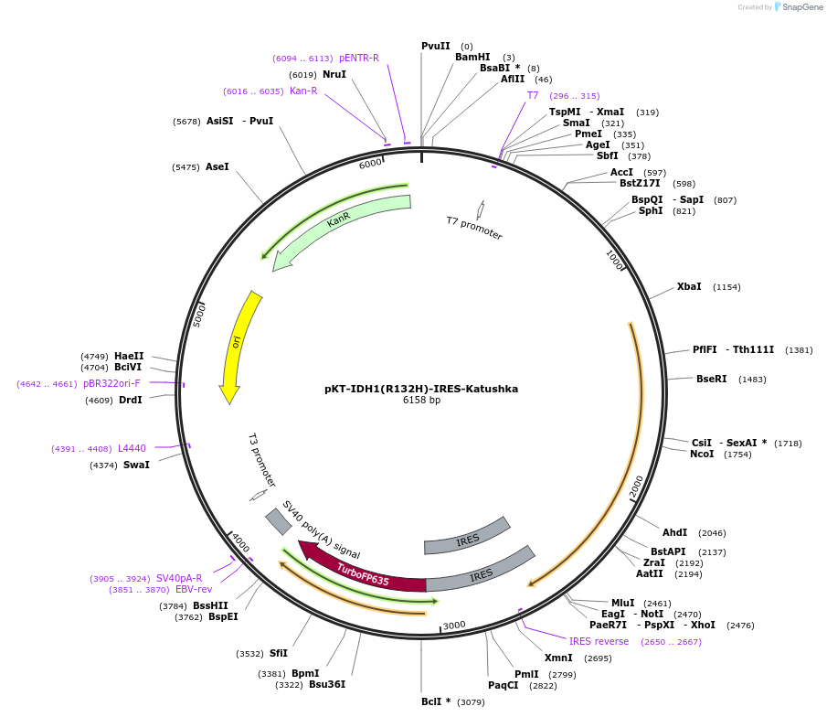 124257-plasmid-map-sequence-id-252091