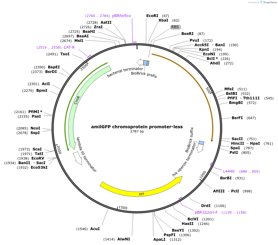 118006-plasmid-map-sequence-id-252092