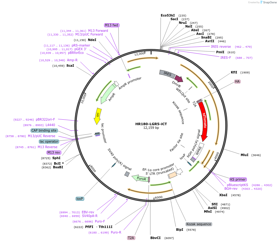 129094-plasmid-map-sequence-id-252095