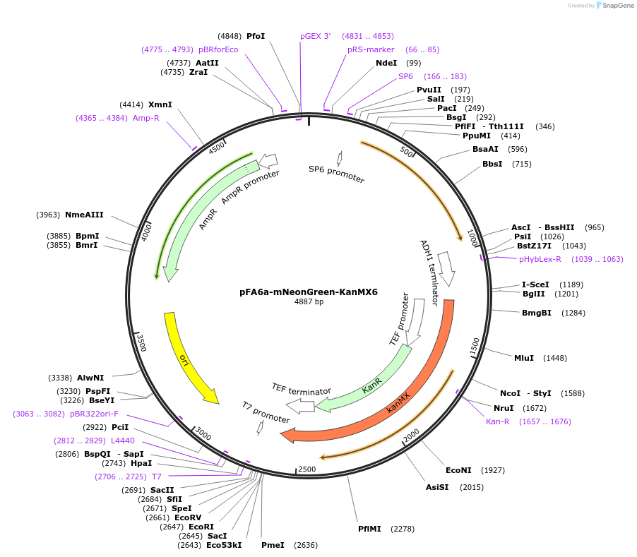 129099-plasmid-map-sequence-id-252097
