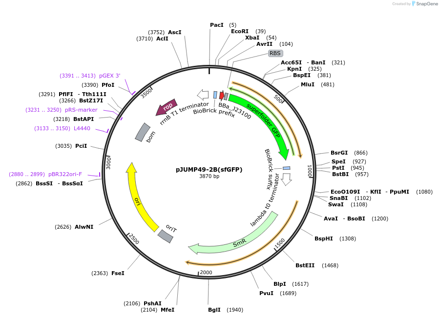 126965-plasmid-map-sequence-id-252100