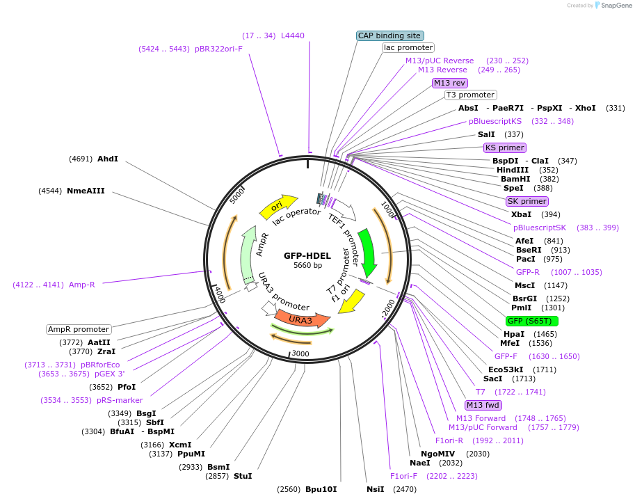 129098-plasmid-map-sequence-id-252101