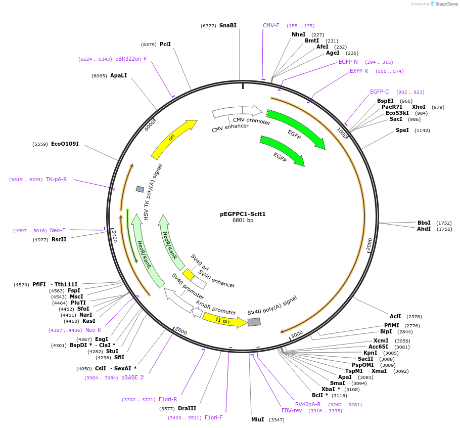 128873-plasmid-map-sequence-id-252102