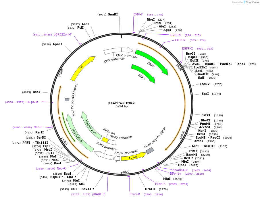 128875-plasmid-map-sequence-id-252103