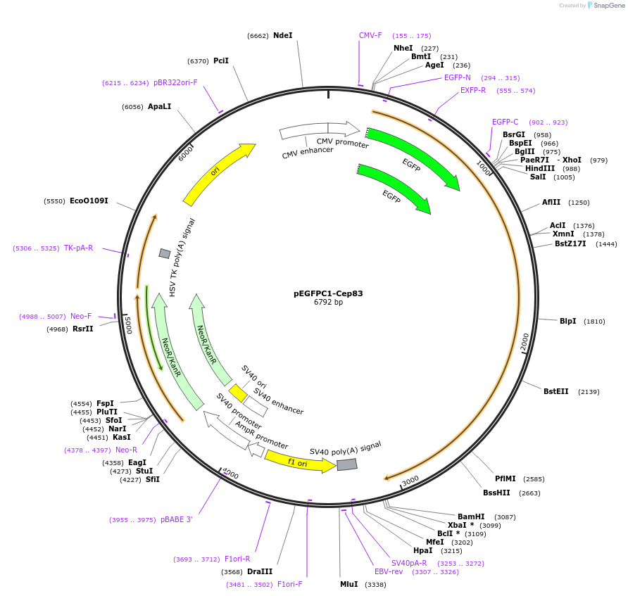 128874-plasmid-map-sequence-id-252107