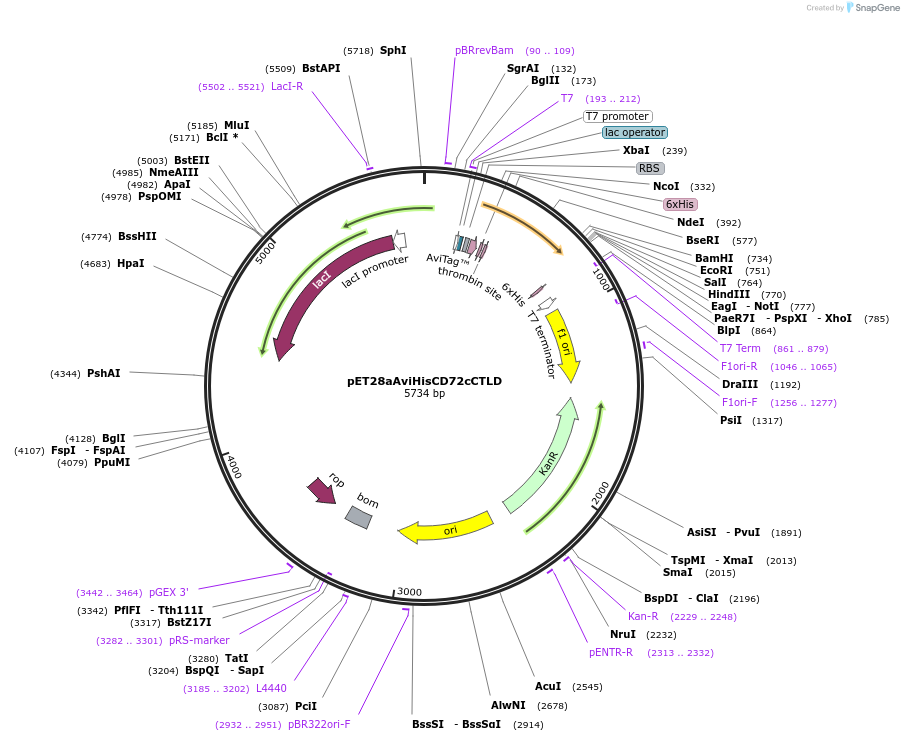 129066-plasmid-map-sequence-id-252108