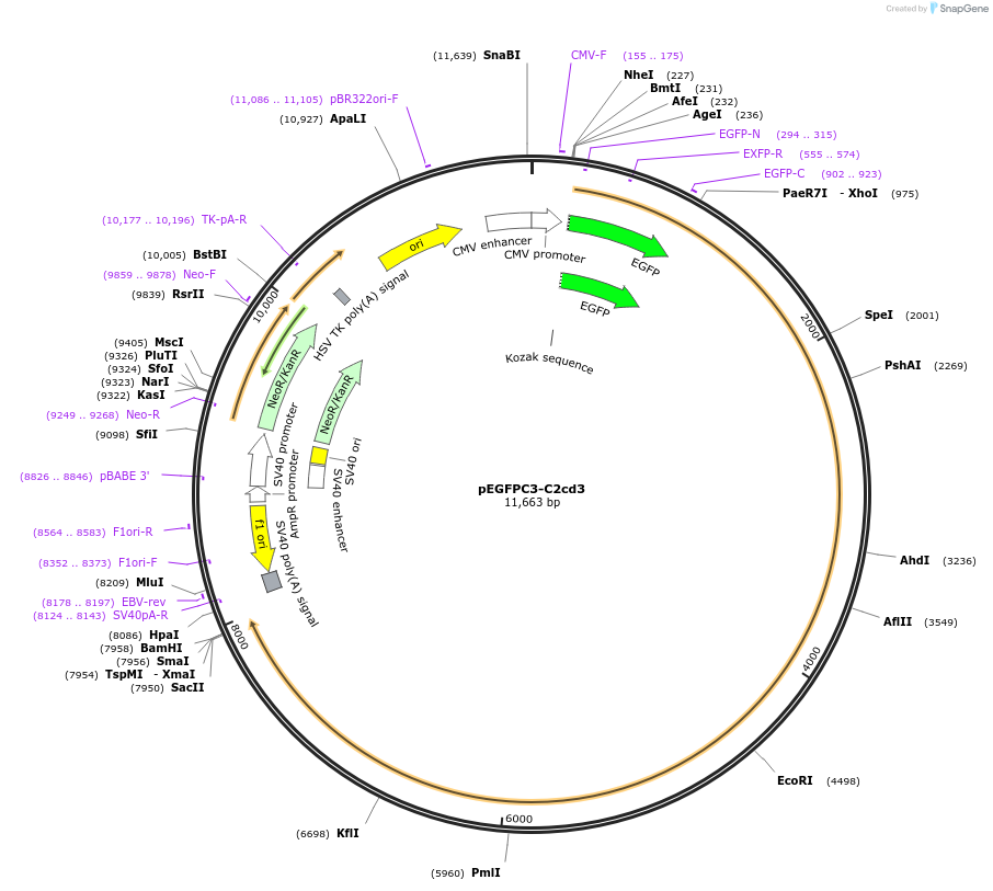 128871-plasmid-map-sequence-id-252109