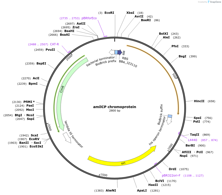 117847-plasmid-map-sequence-id-252112