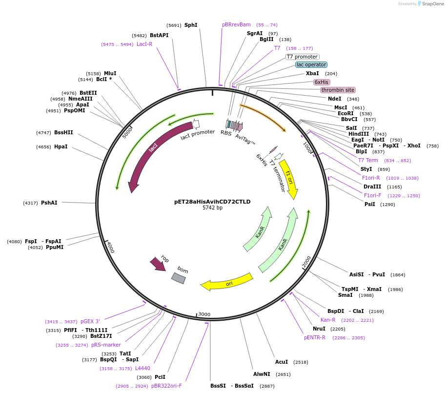 129069-plasmid-map-sequence-id-252116