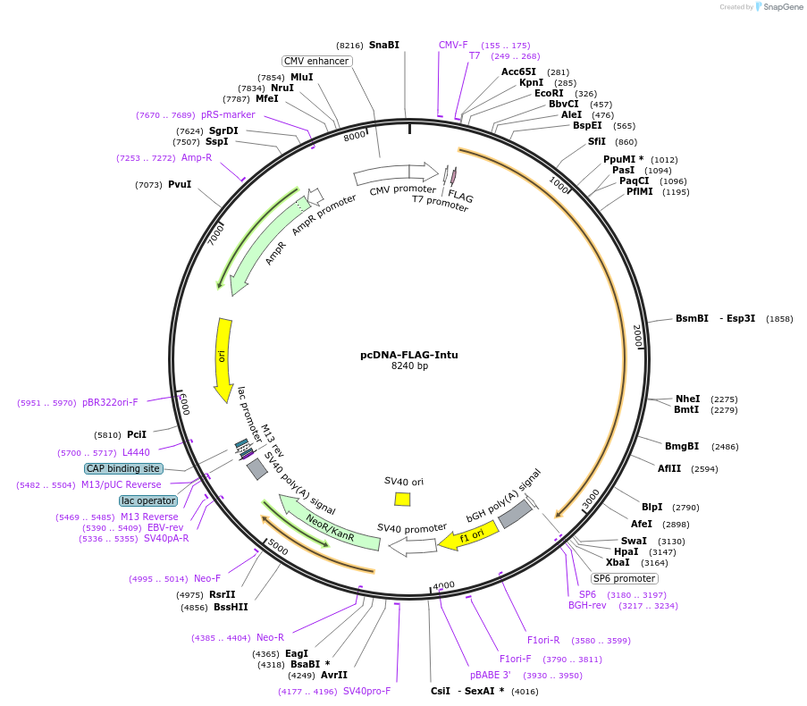128869-plasmid-map-sequence-id-252120