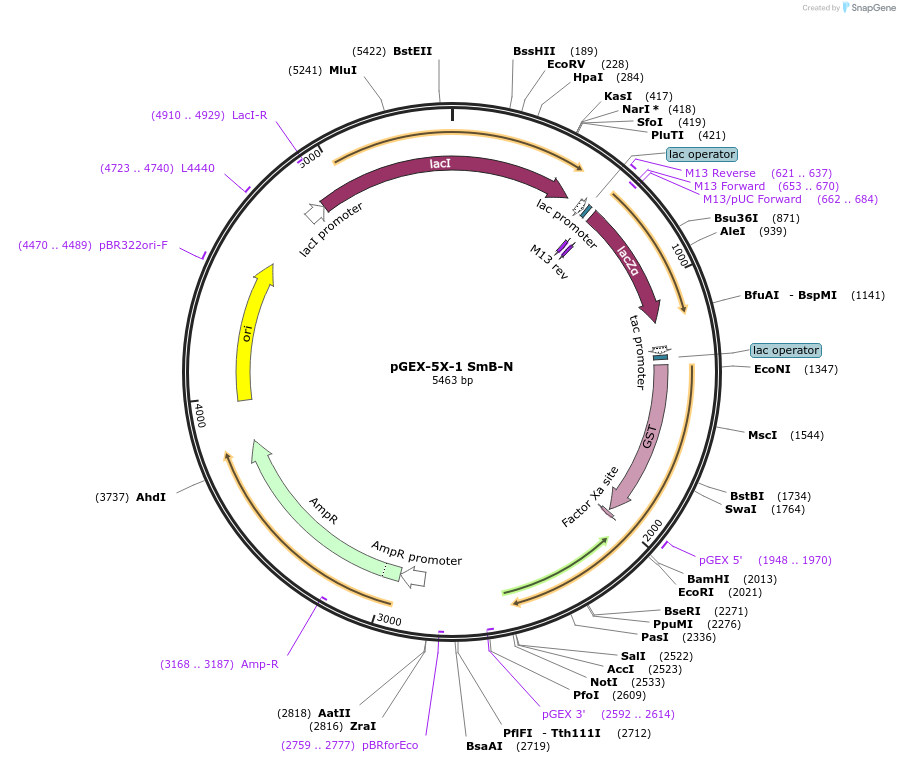129075-plasmid-map-sequence-id-252121