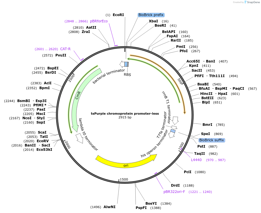 118007-plasmid-map-sequence-id-252130