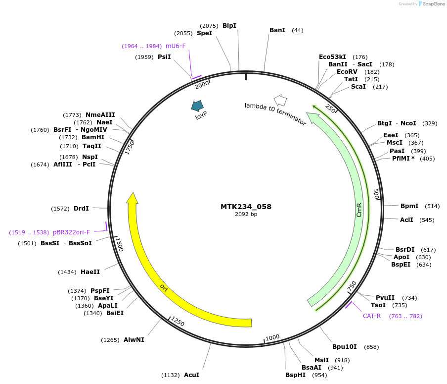 123984-plasmid-map-sequence-id-252138