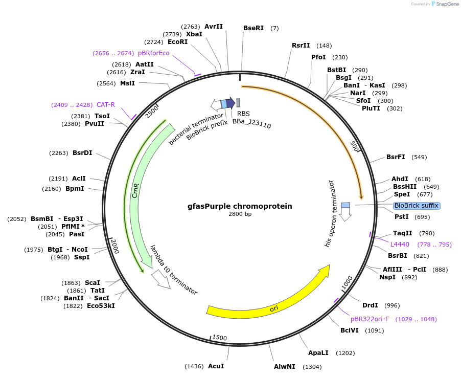 117849-plasmid-map-sequence-id-252160