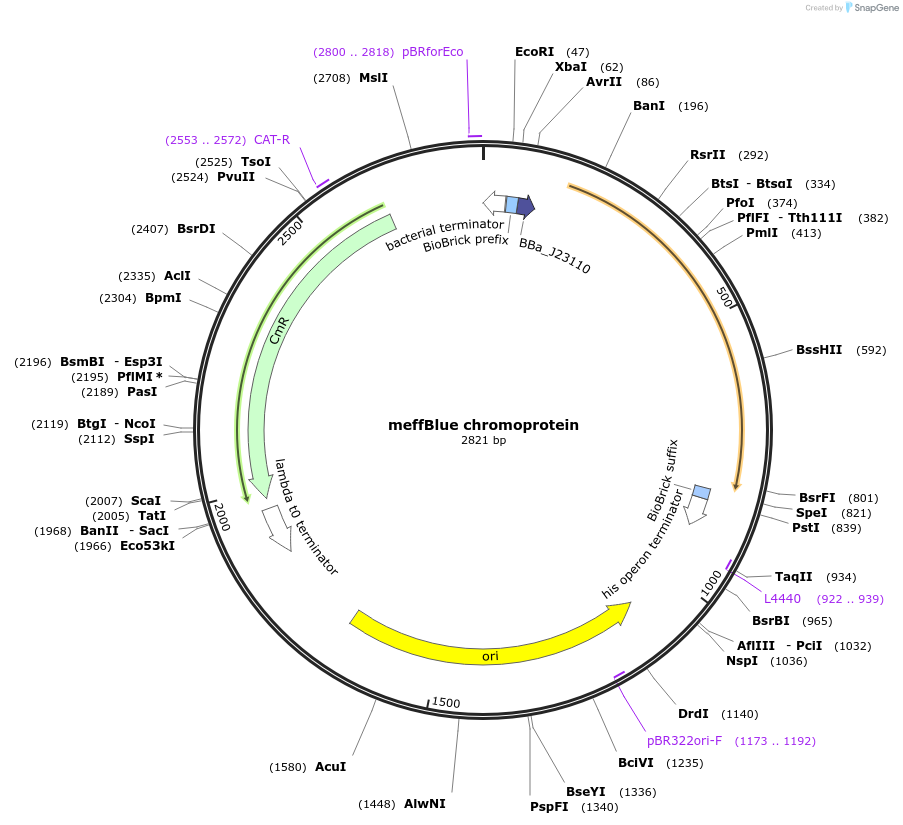 117845-plasmid-map-sequence-id-252161