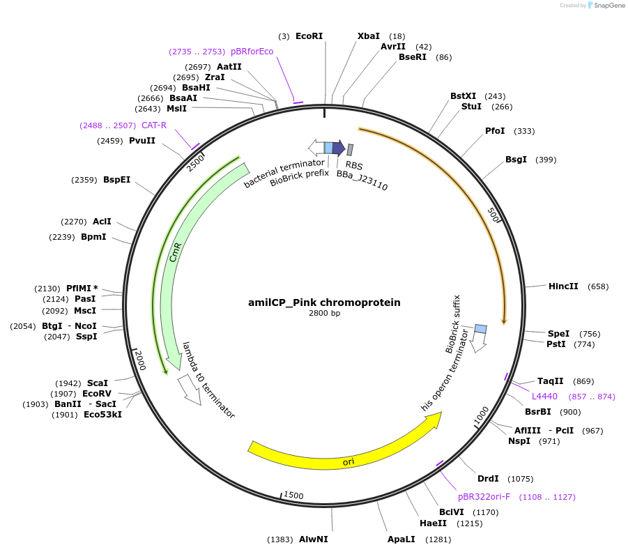 117851-plasmid-map-sequence-id-252162