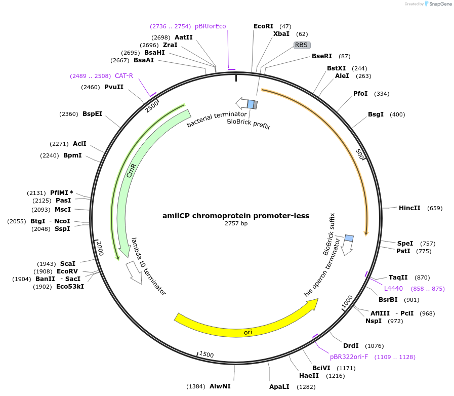118008-plasmid-map-sequence-id-252164
