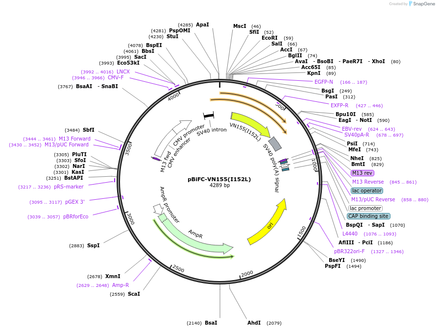 27097-plasmid-map-sequence-id-252165